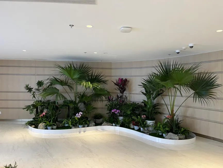 宁波杭州湾绿植租赁